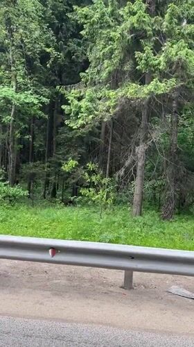 Mixed forest conditions documented in Starokurovo, Russia