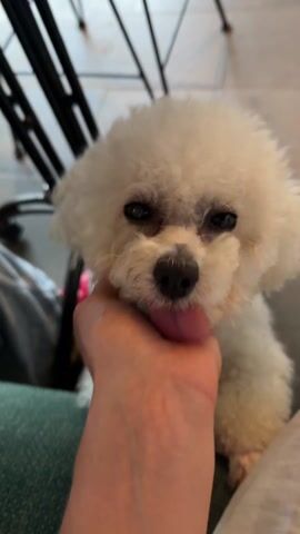 A short video shows a person petting a small, white Bichon Frise dog. The dog is sitting on the person’s lap. The person is holding the dog’s neck. The dog licks its lips, and then the person pets the dog. A black metal chair is in the background along with a tiled floor and the person’s bare feet. The person is wearing white shorts.