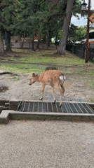 Rainy morning scenes captured at Nara Park with deer and visitors