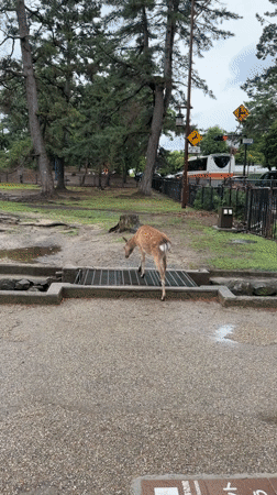 Rainy morning scenes captured at Nara Park with deer and visitors