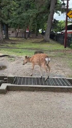 Rainy morning scenes captured at Nara Park with deer and visitors