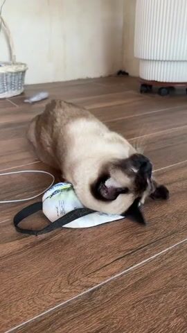 A Siamese cat is lying on its back on a wooden floor, playing with a white cloth object with a black strap. The cat's paws are on the object, and its head is partially obscured by its paws. The cat's fur is light brown with darker brown points on its ears, face, and legs. The cat has blue eyes and white whiskers. In the background, there is a woven basket, a white cylindrical object, and a light-colored wall. The lighting is natural and seems to be coming from a window or light source to the left of the frame.