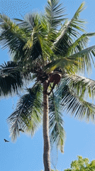 Man climbs coconut tree in Puttaparthi, India