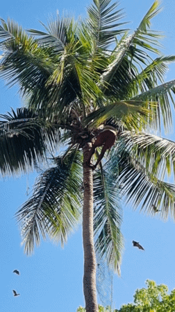 Man climbs coconut tree in Puttaparthi, India