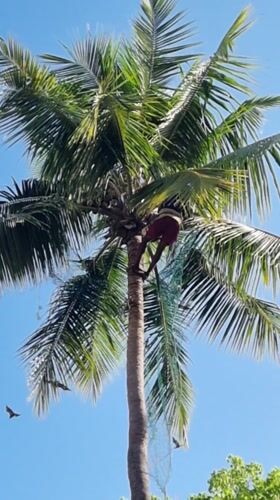 Man climbs coconut tree in Puttaparthi, India
