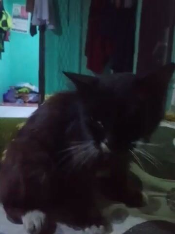 A black cat is shown close-up, licking its paw and grooming its head. The cat is sitting on a patterned surface, likely a cushion or blanket.  Behind the cat, there is a blurry background that includes a green surface and some other objects. The camera is at an angle and slightly shaky.