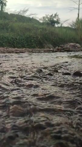 A low-angle, close-up shot captures the shallow, fast-flowing water of a stream. The water's surface is a blur of motion, with ripples and small waves distorting the view of the rocky riverbed beneath. The foreground is dominated by these textured, wet rocks, appearing dark and mottled. In the background, a gentle, grassy incline rises, dotted with sparse greenery and trees. The sky above is overcast, casting a soft, diffused light on the scene. The overall impression is one of natural tranquility, emphasizing the movement and texture of the water and the earthy tones of the surrounding environment.