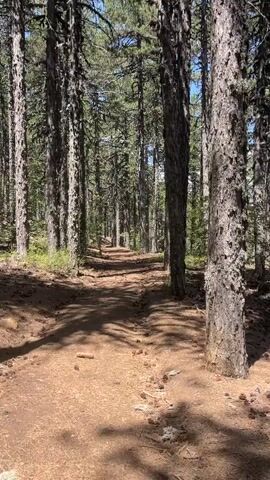 A dirt path winds through a dense forest of tall pine trees. Sunlight filters through the canopy, casting dappled shadows on the path and the forest floor. The path appears to be relatively well-maintained, with loose pine needles and small cones scattered across its surface. The trees are straight and tall, with rough, grey bark. The undergrowth is sparse, consisting mainly of low-lying green foliage. The overall impression is one of a peaceful, natural environment.