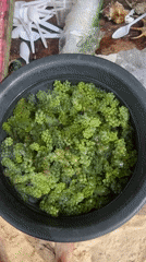 Fresh sea grapes, urchins displayed in General Luna market
