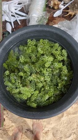 Fresh sea grapes, urchins displayed in General Luna market