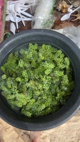 Fresh sea grapes, urchins displayed in General Luna market
