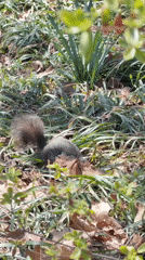 Wildlife Activity Documented Across Central Park During Spring Evening