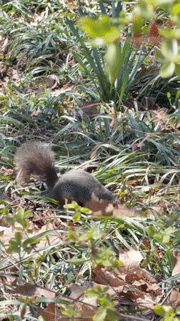 Wildlife Activity Documented Across Central Park During Spring Evening