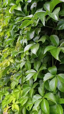 The media file displays a dense, green wall of ivy. The ivy leaves are vibrant, with some hints of yellow and red on the newer growth towards the left side of the frame. Small clusters of green buds are visible throughout the ivy, suggesting the plant is in bloom or preparing to fruit. The lighting suggests it is daytime, with diffused light indicating possibly an overcast sky or shade. The overall impression is of a lush, overgrown natural scene. No people or specific objects are clearly discernible. The location context "Ак-Дөбө, Kyrgyzstan" implies the ivy is growing in this geographical area. There is no visible text in the media file.