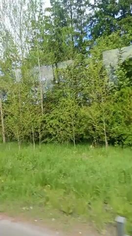 The video shows a view from a moving vehicle, likely a train or bus, passing by a roadside with green trees and tall grass. A silver railing is visible at the bottom of the frame. The sky is visible in the background, appearing partly cloudy. A road sign is seen briefly.