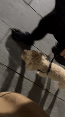 Evening dog walk and bike riding captured in Batumi