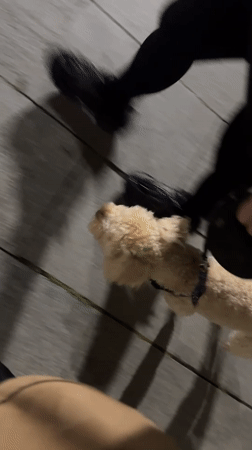 Evening dog walk and bike riding captured in Batumi