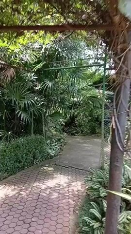 The video shows a path winding through a lush, tropical garden with dense foliage and trees. The path is paved with reddish-brown stones and lined with various green plants, including ferns and broad-leafed varieties. The scene appears to be within a greenhouse or a conservatory, as evidenced by the overhead structure and netting. In the background, a multi-tiered waterfall cascades down rocks, surrounded by more vegetation. The lighting suggests it is daytime. The camera is moving forward along the path, giving the impression of a person walking through the garden.