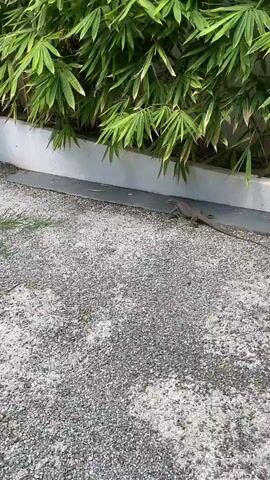 A lizard is walking on gravel and then onto a gray surface. The lizard is brown with a long tail. To the left of the lizard, there is a white wall with green leafy plants on top.