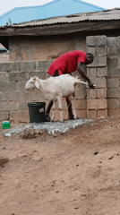Morning rural activities observed across northern Nigeria