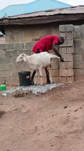 Morning rural activities observed across northern Nigeria