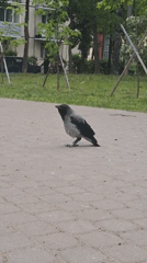 Hooded crow with tangled feet calls near duck pond