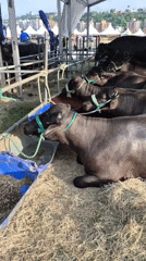 Water buffaloes rest under tent in Caracas