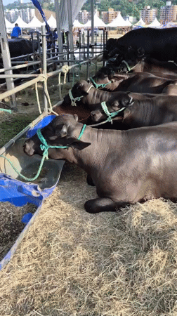Water buffaloes rest under tent in Caracas