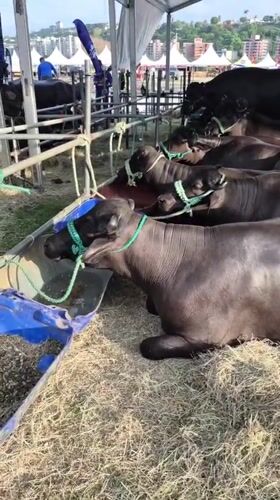Water buffaloes rest under tent in Caracas