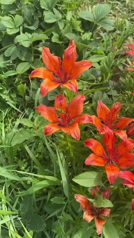 The media file showcases a close-up view of vibrant orange lilies in bloom, interspersed with lush green foliage. The lilies, with their distinctive petals and prominent stamens, are the primary subjects. In one of the lilies, a small, bright green grasshopper is visible, perched on the flower's reproductive parts.

The scene is set outdoors, amidst a garden or natural environment abundant with greenery. The lighting suggests it is daytime, likely a sunny day, as indicated by the bright illumination and the clear visibility of the details. The presence of the grasshopper and the blooming flowers points to a season of growth and warmth, possibly late spring or summer. The overall mood conveyed is one of natural beauty and tranquility, highlighting the details of the flora and fauna.

No visible text is present in the media file. The location context of Staraya Sal'ya, Russia, provides a geographical setting for this natural scene.