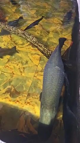 The video shows a large aquarium with several fish swimming. The floor of the aquarium is tiled in a yellow and brown pattern. There is a log lying horizontally in the center of the frame. There are at least four fish in the aquarium, two of which are long and slender. The largest fish in the frame is to the right and is pressed against the side of the aquarium. The walls of the aquarium are gray and made to look like stone.