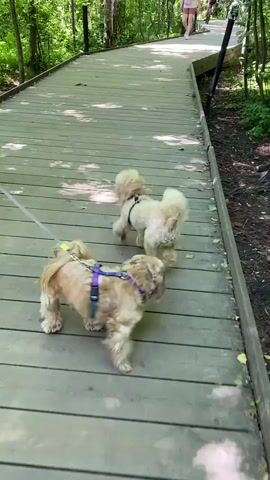 Two small dogs, one cream-colored poodle mix and one tan and white shih tzu mix, are walking on a wooden boardwalk in a wooded area. The poodle mix is on a leash and wearing a black harness. The shih tzu mix is also on a leash and wearing a purple harness. The dogs are sniffing each other and appear to be interacting playfully. In the background, a person wearing a pink shirt and shorts is walking away from the camera on the boardwalk. The boardwalk is surrounded by trees and foliage.