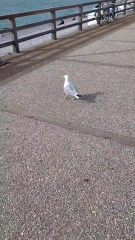 A seagull stands on a speckled concrete walkway near a wooden railing and a body of water. The seagull flaps its wings and takes flight, soaring upwards. It lands on the wooden railing in front of a sign that reads "PLAN DE LA PLAGE SURVEILLEE."