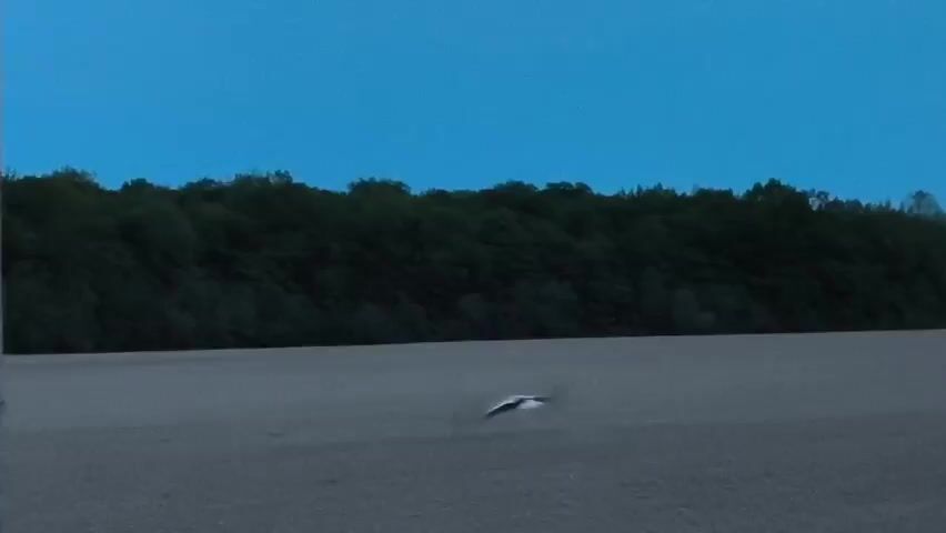 A bird flies in the early evening. The scene opens on a flat, grey, dirt field, bordered by a forest. A grey, concrete pole is partially visible at the left of the frame. The camera moves upward to follow a bird that is taking off and gaining altitude. The sky is blue.