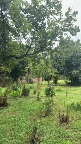 The video pans across a garden area with various plants, including trees, bushes, and flowers. In the background, a portion of a building is visible to the left, and further back, a truck or vehicle is parked on the right. The sky is overcast, suggesting a cloudy day. The ground is covered in grass and dirt.