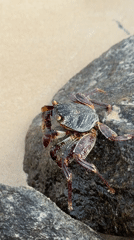 Beach visit documented in Kathaluwa, Sri Lanka with wildlife