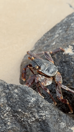 Beach visit documented in Kathaluwa, Sri Lanka with wildlife
