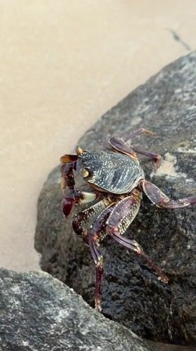Beach visit documented in Kathaluwa, Sri Lanka with wildlife