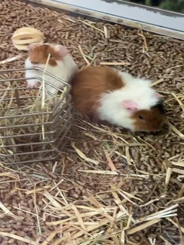 Two guinea pigs rest on a bed of wood shavings and straw. One guinea pig is mostly white with a brown patch on its head, and it stands near a wire hay rack. The other guinea pig is mostly brown with white patches and lies on the shavings. A small wooden ball is nearby. A reflective surface suggests the view is through a window or enclosure. A nature-themed graphic is visible in the background.