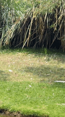 Puebla resident captures birds, soccer players during afternoon outing