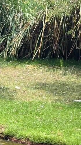 Puebla resident captures birds, soccer players during afternoon outing