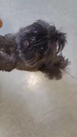 A close-up, high-angle shot shows a small, dark, shaggy dog with large, expressive eyes looking up. The dog is standing on a smooth, light gray surface. A hand wearing an olive green knit sleeve comes into frame, offering the dog a treat. The dog quickly snaps up the treat and then moves away from the camera.