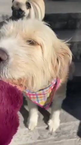 The video shows a medium-sized, light-colored dog with long, shaggy fur being petted by a person wearing a burgundy fleece jacket. The dog is standing on grey concrete steps and is wearing a colorful plaid bandana with a pink border. The dog licks its nose and then turns its head down. In the background, another dog, a pug, stands further up the stairs. The scene is brightly lit by sunlight.