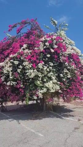 A flowering tree with both pink and white blooms is visible against a bright blue sky. The tree is situated in an outdoor, paved area that appears to be a parking lot, with some dry grass and debris around its base. The sunlight casts shadows on the ground, suggesting it is daytime. The video pans slowly, offering a full view of the tree and its vibrant colors.
