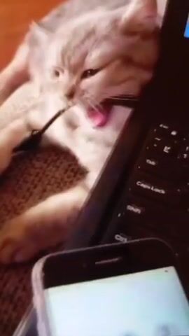A gray and white cat is reclining on a couch next to a black laptop. An audio cable is plugged into the laptop. The cat looks at the cable. A white smartphone is in the foreground. The phone’s screen is white. The couch is beige. A wood floor is visible in the upper left corner.