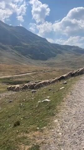 A flock of sheep moves along a dirt road in a mountainous landscape under a partly cloudy sky. A person in a blue shirt, dark pants, and a hat stands on the paved road next to the flock and raises their hand. The sheep are walking in a line next to a grassy incline. The mountains in the background are covered in brown vegetation.
