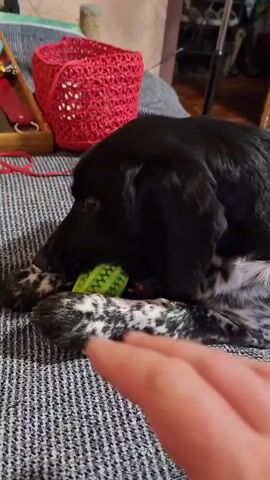 A close-up shot shows a black and white dog lying on a patterned couch and chewing on a green toy. A person's hand is visible in the foreground, gently touching the dog's head. In the background, a red woven basket is on the couch. The lighting is warm and the overall scene suggests a relaxed indoor environment.