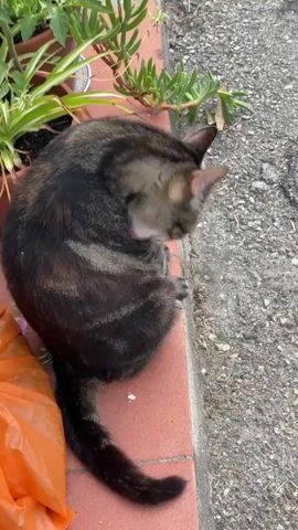 A tabby cat sits on an orange brick ledge next to a planter with green plants. The cat is grooming itself, licking its paw. The ground next to the ledge is a rough gray surface that appears to be asphalt or concrete. An orange plastic bag is visible on the left side of the frame, partially obscuring the plants. The scene appears to be outdoors during the day. The cat's fur is a mix of brown, black, and gray stripes. Its tail is long and dark with faint stripes. The cat's ears are pointed and alert. The plants in the planter are green and leafy, with some succulents visible. The lighting suggests it is daytime, and there are no indications of specific weather conditions. The location context of Castelfranco di Sotto, Italy, suggests an outdoor setting in a town or city. There is no visible text in the media. The cat appears calm and occupied with its grooming.