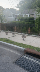 Geese family crosses residential street in Mamaroneck late evening