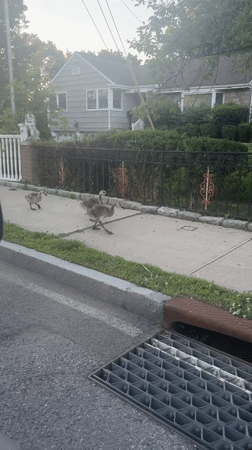 Geese family crosses residential street in Mamaroneck late evening